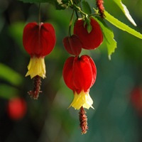   (Abutilon megapotamicum)