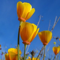   (Eschscholzia californica)