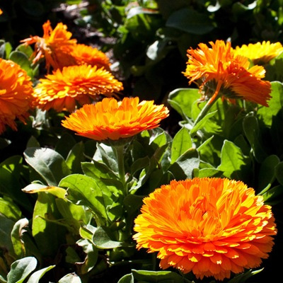   (Calendula officinalis)