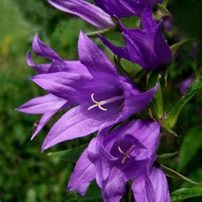   (Campanula trachelium)