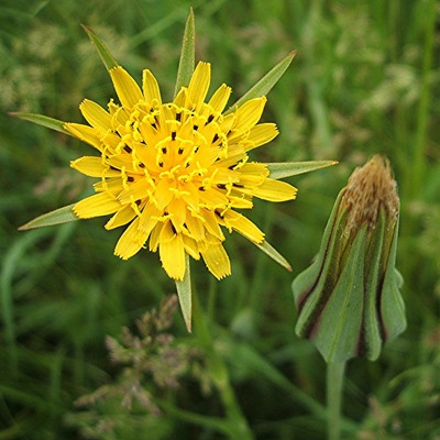   (Tragopogon pratensis)