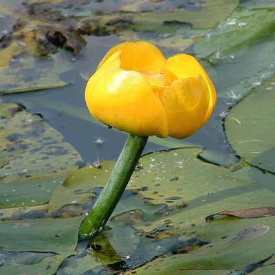 Кубышка желтая (Nuphar lutea)