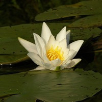   (Nymphaea alba)