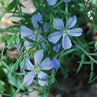   (Linum perenne)