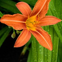  - (Hemerocallis fulva)