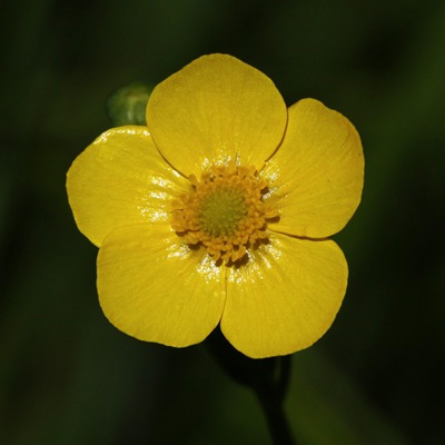   (Ranunculus lingua)