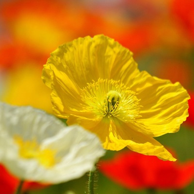   (Papaver nudicaule)