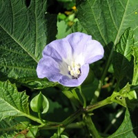  (Nicandra physaloides)