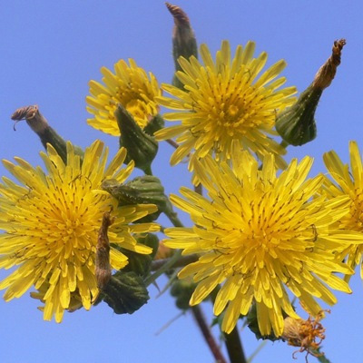   (Sonchus arvensis)