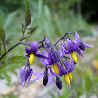  - (Solanum dulcamara)