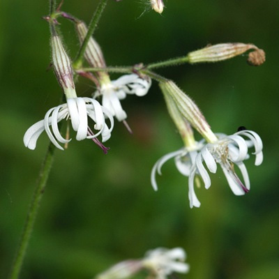   (Silene nutans)