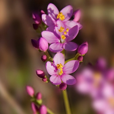   (Spergularia rubra)