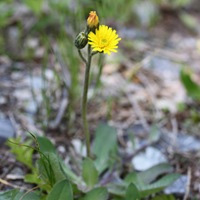   (Hieracium pilosella)