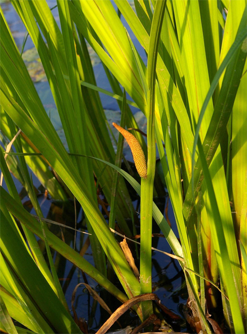    (Calamus aromaticus)