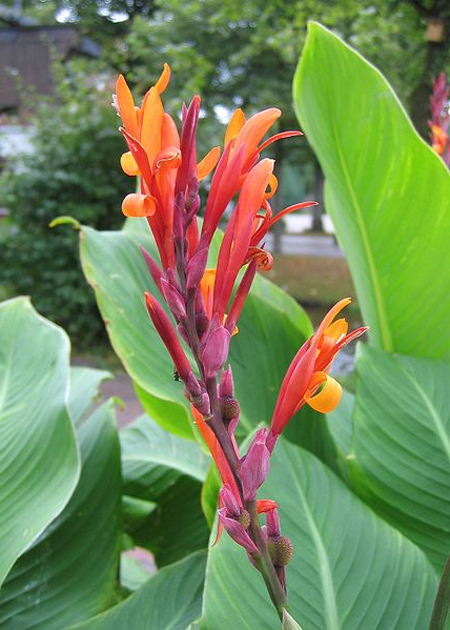  (Canna indica)