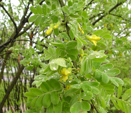   (Caragana arborescens)