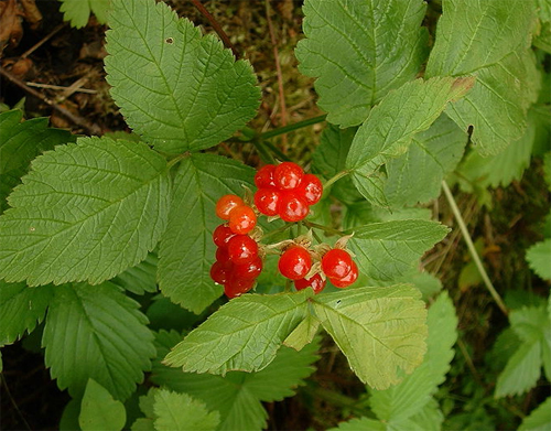 Костяника (Rubus saxatilis)