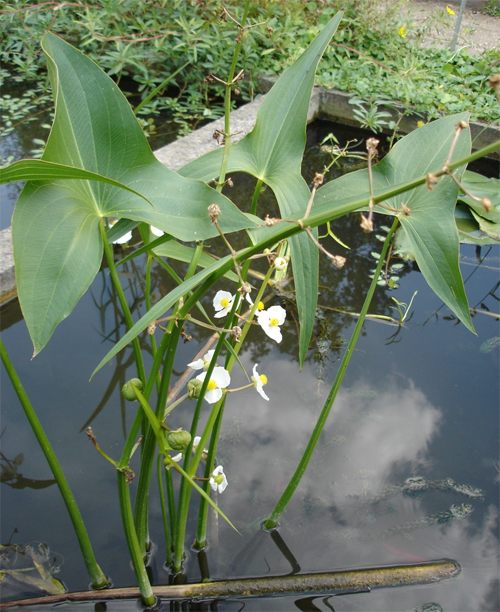  (Sagittaria)