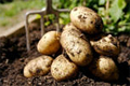 Откуда произошло название картофеля?