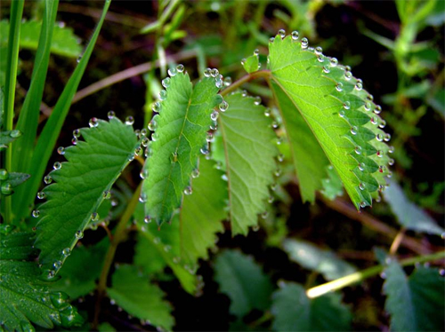 Гуттация на листьях кровохлёбки (Sanguisorba officinalis)