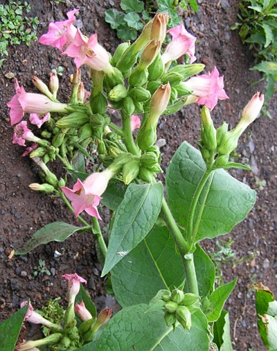 Табак обыкновенный (Nicotiana tabacum)