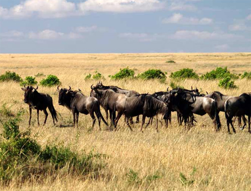 Огромные стада антилоп Гну (Connochaetes gnou), кочующие по саванне. Кения, национальный парк Масаи Мара, Восточно-Африканское нагорье