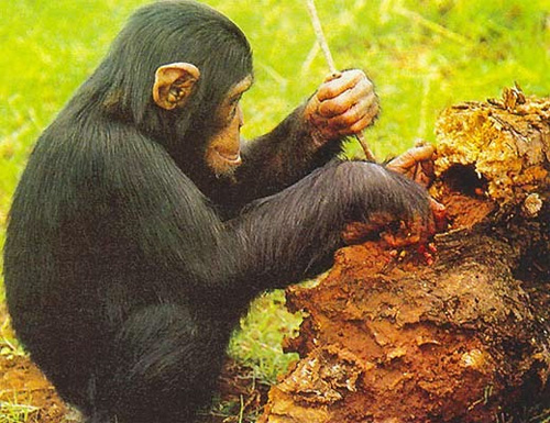 Шимпанзе за работой: использование орудий труда