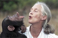 Джейн, подруга шимпанзе