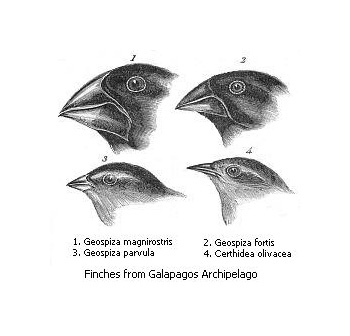 Галапагосские вьюрки, впервые описанные Дарвином