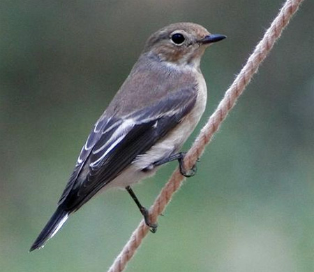 - (Ficedula hypoleuca). 