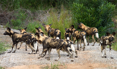 Стая гиеновых собак в Национальном парке Крюгера (Южная Африка)
