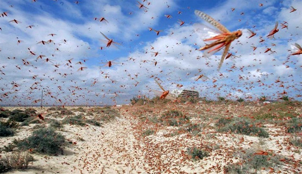 Саранча перелётная (Locusta migratoria)