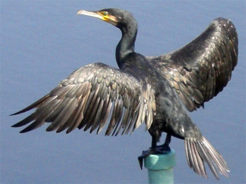   (. Phalacrocorax carbo)