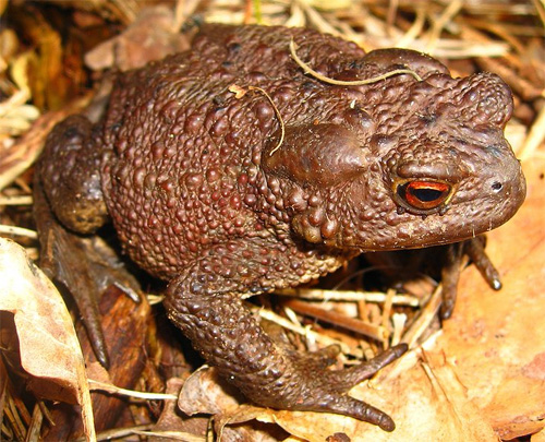 Обыкновенная жаба, серая жаба, коровница (лат. Bufo bufo)