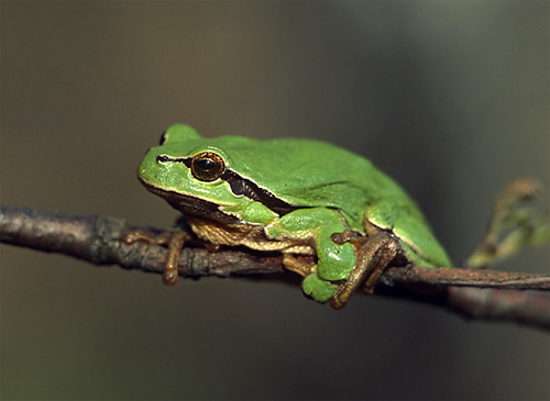     (Hyla arborea)