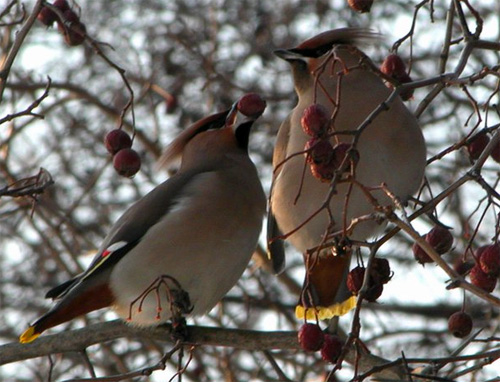 ,    (. Bombycilla garrulus)