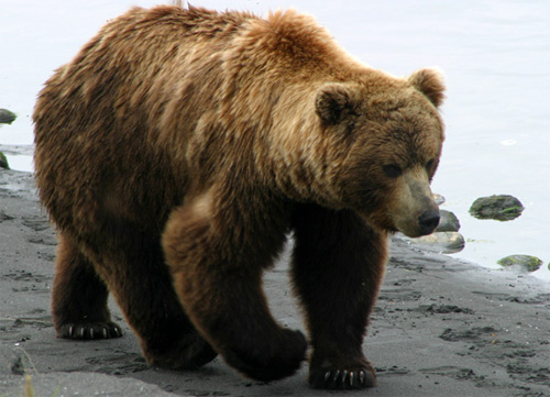 Бурый медведь, или обыкновенный медведь (лат. Ursus arctos)