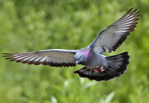   (. Columba livia)