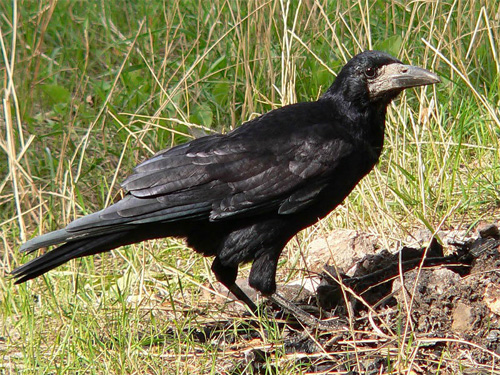  (. Corvus frugilegus)