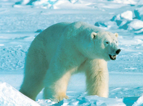 Белый медведь, или полярный медведь, или северный медведь, или морской медведь, или ошкуй (лат. Ursus maritimus)