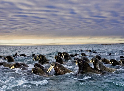 Мигрирующие стада самцов моржей