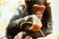 Шимпанзе "удят" термитов