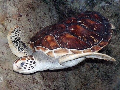 Зелёная черепаха, или зелёная морская черепаха, или суповая черепаха (Chelonia mydas)
