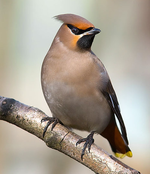 ,    (. Bombycilla garrulus)