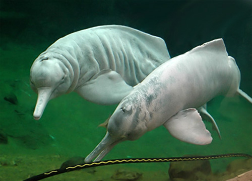 Амазонский дельфин иния 