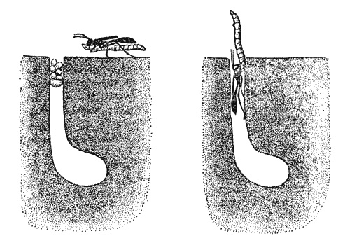 Слева: песчаная оса подтаскивает парализованную гусеницу к входу в свое гнездо. Справа: двигаясь «задним ходом», она тащит гусеницу в глубину гнезда