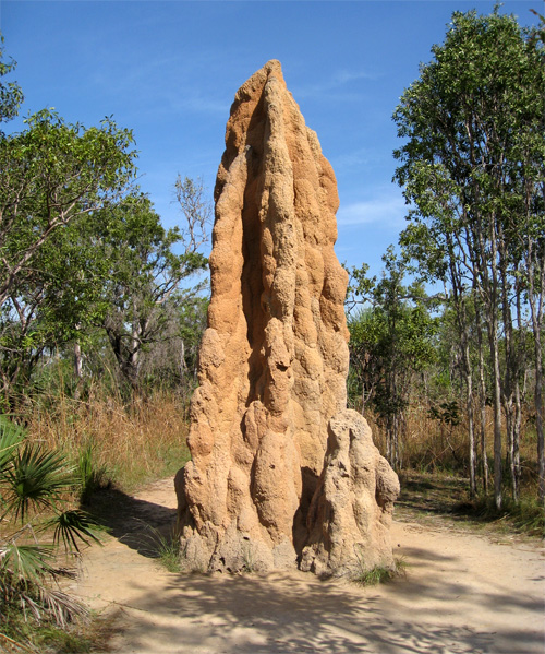 Термитник вида Nasutitermes triodiae (Termitidae) высотой 5 метров и возрастом более 50 лет (Litchfield National Park, Northern Territory, Австралия).