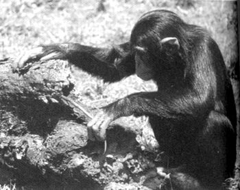 Детеныш шимпанзе учится «удить» муравьев