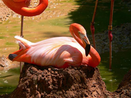  (Phoenicopterus)     - .