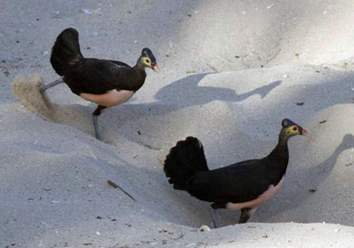  (Macrocephalon maleo)      